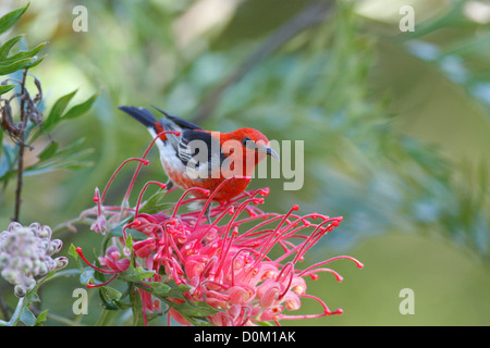Männliche Scarlet-Honigfresser (Myzomela Sanguinolenta), Newrybar, New-South.Wales, Australien Stockfoto