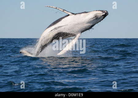 Junger Buckelwal (Impressionen Novaeangliae) verletzt, springen in Byron Bay, New South Wale, Australien Stockfoto
