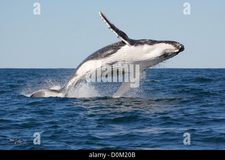 Junger Buckelwal (Impressionen Novaeangliae) verletzt, springen in Byron Bay, New South Wale, Australien Stockfoto