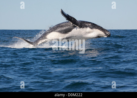 Junger Buckelwal (Impressionen Novaeangliae) verletzt, springen in Byron Bay, New South Wale, Australien Stockfoto