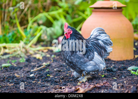 Frei bis Zwerg auf Nahrungssuche im großen Garten Amonst Terrcotta Rhabarber Forcers, Stockfoto