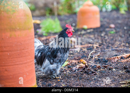 Frei bis Zwerg auf Nahrungssuche im großen Garten Amonst Terrcotta Rhabarber Forcers, Stockfoto