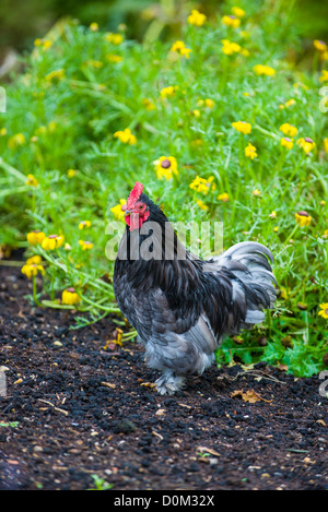 Frei bis Zwerg auf Nahrungssuche im großen Garten, Stockfoto