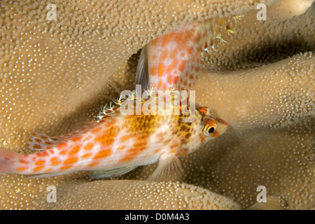 Pixie Hawkfish Stockfoto