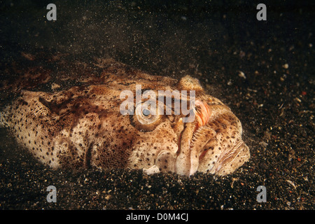 Stargazer im Sand vergraben Stockfoto