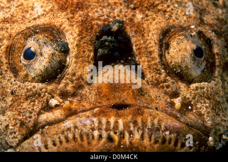 Stargazer im Sand vergraben Stockfoto