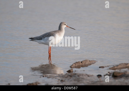 Rotschenkel Tringa Erythropus, Altvogel im Winterkleid Fütterung in Gezeiten Kanal North Norfolk, England, November entdeckt Stockfoto