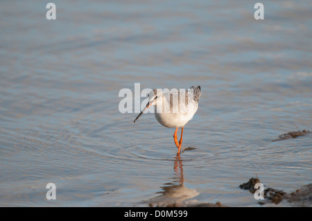 Rotschenkel Tringa Erythropus, Altvogel im Winterkleid Fütterung in Gezeiten Kanal North Norfolk, England, November entdeckt Stockfoto