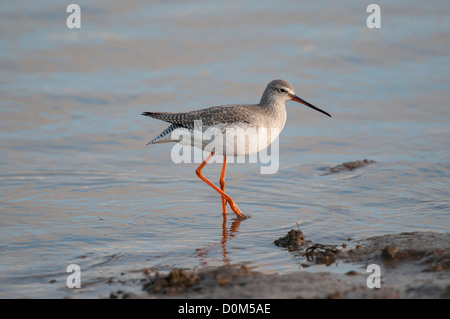 Rotschenkel Tringa Erythropus, Altvogel im Winterkleid Fütterung in Gezeiten Kanal North Norfolk, England, November entdeckt Stockfoto