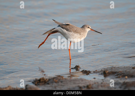 Rotschenkel Tringa Erythropus, Altvogel im Winterkleid Fütterung in Gezeiten Kanal North Norfolk, England, November entdeckt Stockfoto