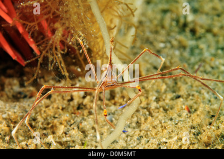 Yellowline Pfeil Krabbe, Stenorhynchus Seticornis. Stockfoto