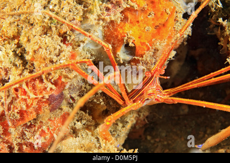 Yellowline Pfeil Krabbe Stockfoto