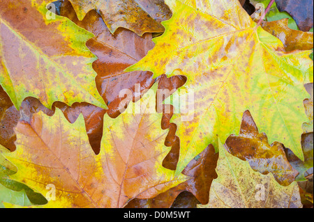 London-Flugzeug-Platanus × Acerifolia, Laub in herbstlichen Farben, England, November Stockfoto