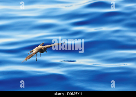 Wilsons Sturmvogel Fütterung auf der Oberfläche. Stockfoto