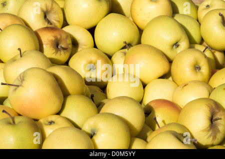 Frisch geerntete Golden Delicious Äpfel auf dem Display auf dem Markt Stockfoto