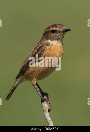 Saxicola Manlius gemeinsame Schwarzkehlchen weibliche thront auf einem Ast mit einem grünen Hintergrund Stockfoto