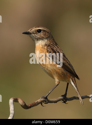 Saxicola Manlius gemeinsame Schwarzkehlchen weibliche thront auf einem Ast mit braunem Hintergrund Stockfoto