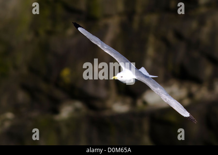 Dreizehenmöwe im Flug Stockfoto