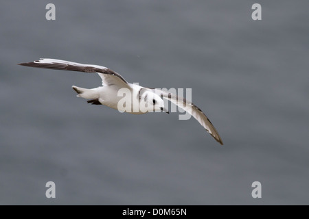 Dreizehenmöwe im Flug Stockfoto