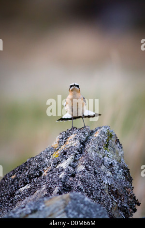 Northern steinschmätzer unter den felsigen Ausläufern des Mount Snowdon Stockfoto