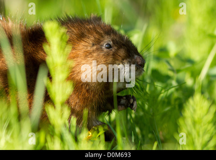 Bisamratte (Ondatra Zibethica) Porträt Stockfoto