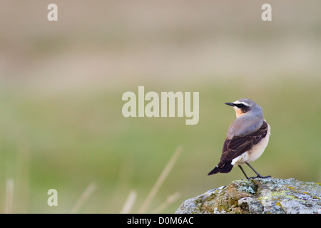 Northern steinschmätzer unter den felsigen Ausläufern des Mount Snowdon Stockfoto