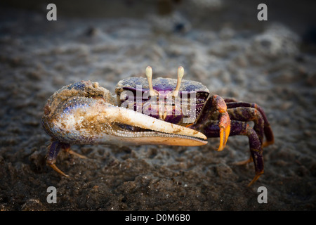 Fiddler Crab, Gambia. Stockfoto