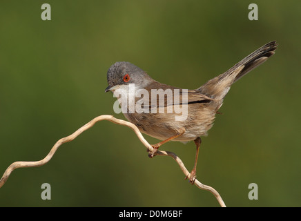 Schöne Sylvia Melanocephala Warbler weibliche thront auf einem Ast mit grünem Hintergrund Stockfoto