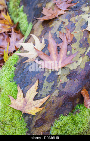 London Flugzeug Platanus × Acerifolia, im Herbst mit Laub und Rinde Textur, Norfolk, England, November Stockfoto