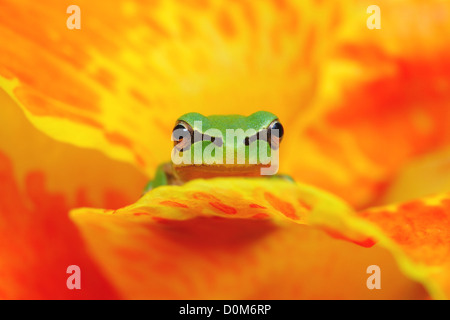 Laubfrosch HYLA in gelb und orange Blume gerade in die Kamera, Rast- und warten Stockfoto