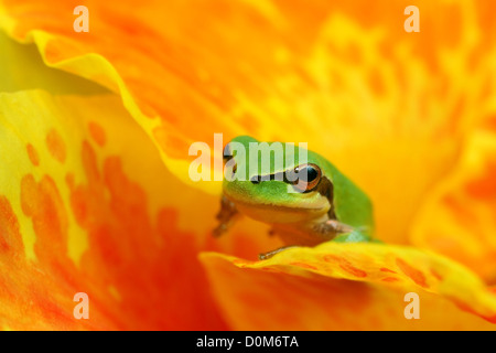 Laubfrosch HYLA in gelb und orange Blume gerade in die Kamera, Rast- und warten Stockfoto