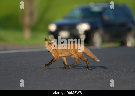 Red Fox Pup überqueren der Straße vor dem Auto Stockfoto