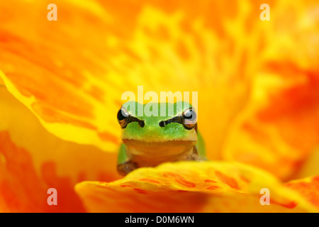 Laubfrosch HYLA in gelb und orange Blume gerade in die Kamera, Rast- und warten Stockfoto