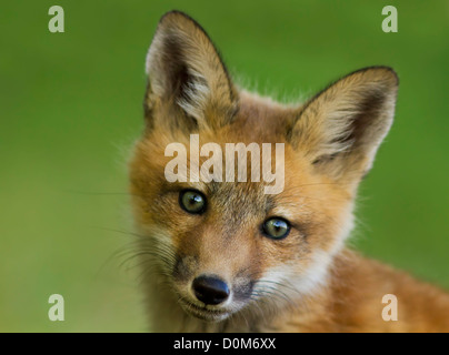 Red Fox Pup Porträt Stockfoto