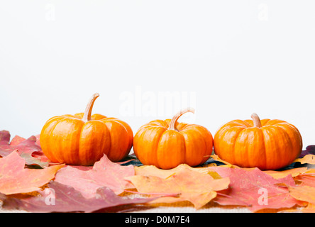 Dekorative Miniatur-Kürbisse Stockfoto
