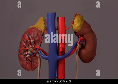 Vorderansicht des renalen System und es ist Blut-Versorgungsmaterial. Stockfoto