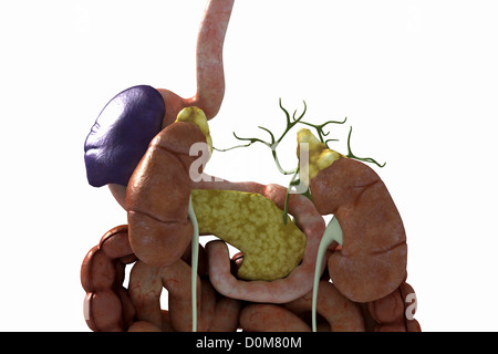 Rückansicht der Niere und der Harnleiter isoliert. Magen, Bauchspeicheldrüse, Milz und Darm sind ebenfalls enthalten. Stockfoto