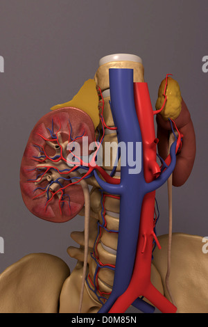 Vorderansicht des renalen System und es ist Blut-Versorgungsmaterial. Der Wirbelsäule und des Beckens ist ebenfalls enthalten. Stockfoto