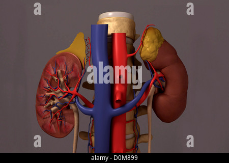 Vorderansicht des renalen System und es ist Blut-Versorgungsmaterial. Die Wirbelsäule ist ebenfalls enthalten. Stockfoto