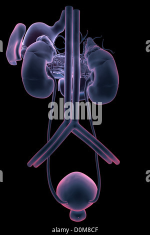 Rückansicht der renalen Systems isoliert. Magen, Milz und wichtigsten Blutgefäße sind ebenfalls enthalten. Stockfoto