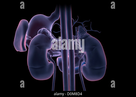 Rückansicht der renalen Systems isoliert. Magen, Milz und wichtigsten Blutgefäße sind ebenfalls enthalten. Stockfoto