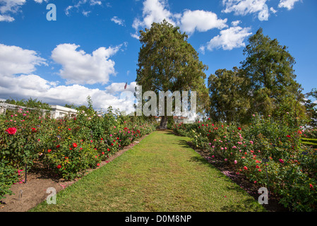 Wunderschönen Rosengarten an der Huntington Library and Botanical Gardens. Stockfoto