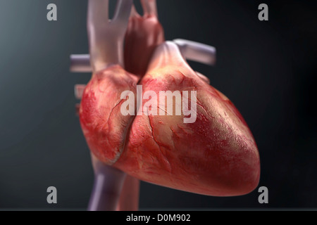 Nahaufnahme des menschlichen Herzens von vorne gesehen. Stockfoto