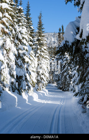 Leere Langlaufloipe an einem herrlichen sonnigen Tag. Stockfoto