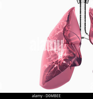 Das Diagramm zeigt die Blutgefäße bei der Arbeit in ein paar menschliche Lunge. Stockfoto