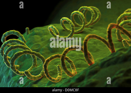 Treponema Troponema das Bakterium verantwortlich für die gefährliche sexuell übertragbare Infektionen Syphilis. Stockfoto