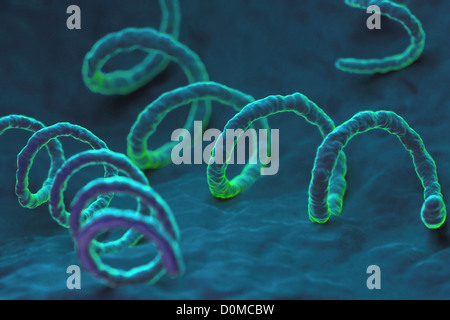 Treponema Troponema das Bakterium verantwortlich für die gefährliche sexuell übertragbare Infektionen Syphilis. Stockfoto