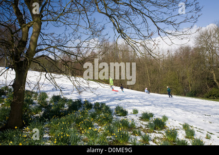 Rodeln auf der verschneiten Parklandschaft Pisten in Shibden Hall, Halifax Stockfoto