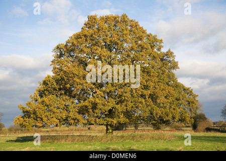 Einzelne Eiche Quercus Robur Herbst Blätter stehen allein im Feld, Sutton, Suffolk, England Stockfoto