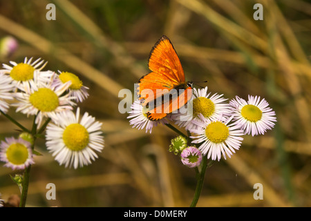 Orange Schmetterling - knappen Kupfer auf Gänseblümchen Blumen, Sommer 2012. Stockfoto